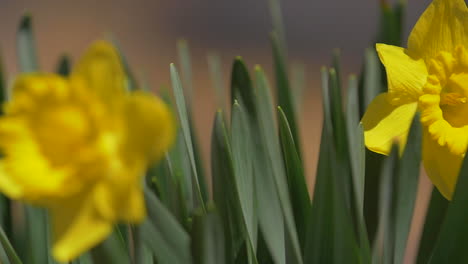 Hermosas-Flores-Amarillas-Brillantes-Brillan-Bajo-El-Sol-De-Verano