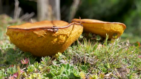 hongos amarillos en un día soleado en los andes en sudamérica