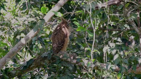 Die-Buffy-Fish-Owl-Ist-Eine-Große-Eule-Und-Doch-Die-Kleinste-Unter-Den-Vier-Fischeulen