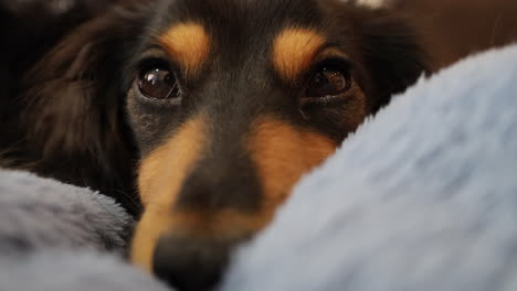 Sleepy-sausage-dog-slowly-falling-asleep-lying-on-a-blanket-at-home