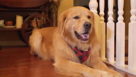 golden retriever dog wearing red bandana lying on house floor