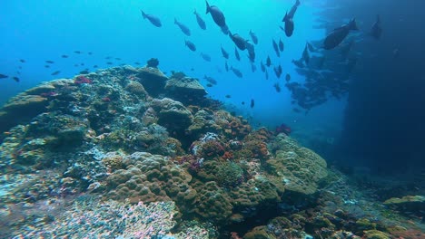 acercándose a una gran estructura de coral con corales coloridos y un grupo de peces cirujano nadando encima