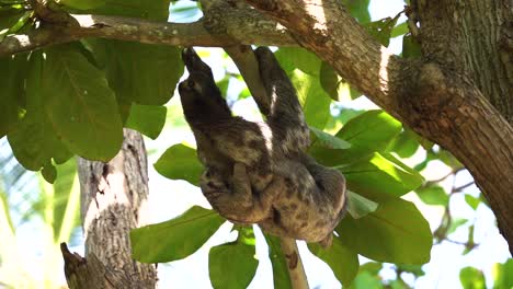 mother sloth with baby on back climbing in rainforest of amazon, slow motion