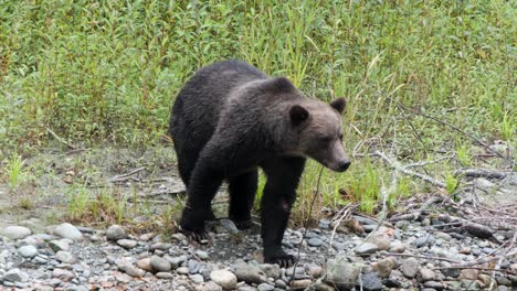 grizzly bear stands on riverbank to look for fish in mountain stream