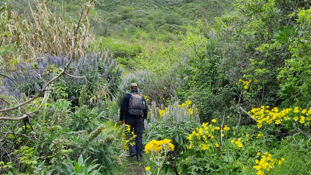 Hiker walking near blue tajinaste flowers, Valsequillo, Gran Canaria, Canary Islands
