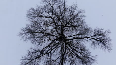 a unique drone shot of a tree in winter