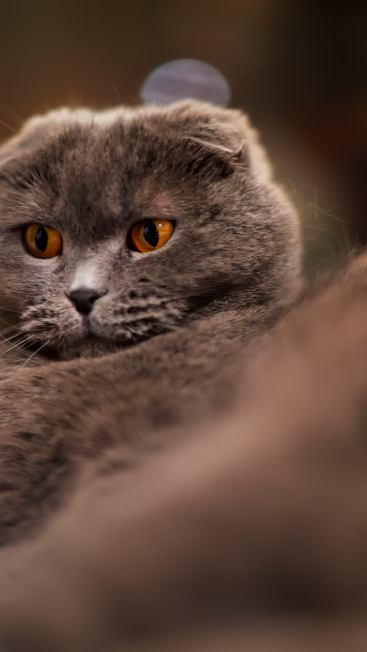 Close up of a gray Scottish fold cat with orange eyes laying on the bed with a blurred background. Vertical