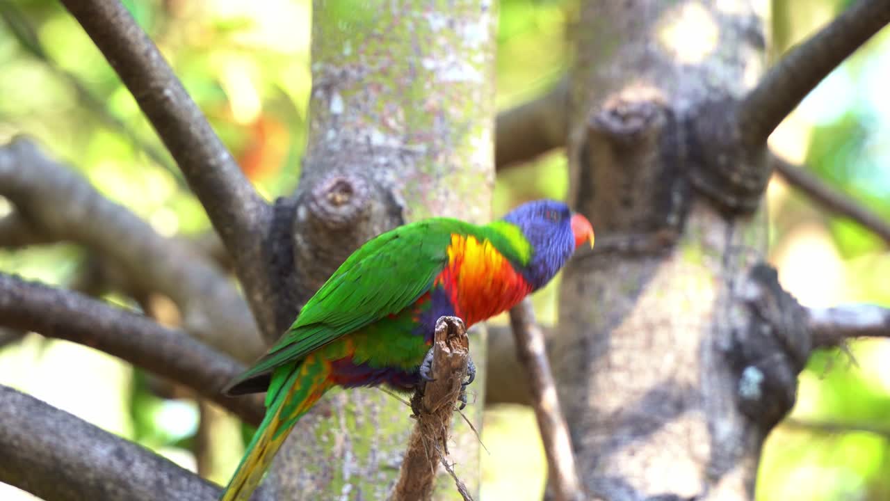 아름다운 무지개 로리케이트 (trichoglossus moluccanus) 는 활기차고 다채로운 털을 가지고 있으며, 야생에서 나무 가지에 앉아서, 주변을 호기심을 가지고, 날개를 펴고 날아갑니다.
