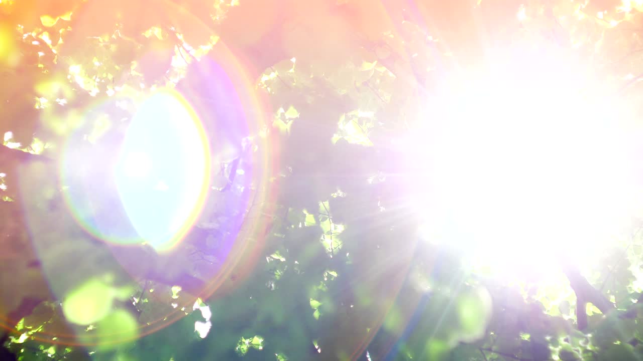 잎을 통해 태양에서 보케 빛