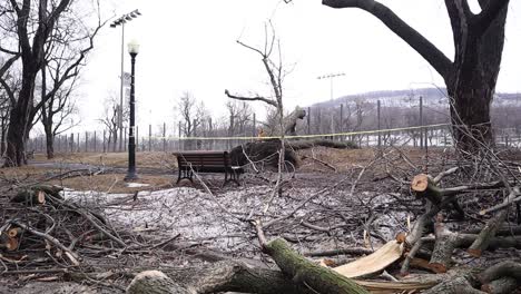 tiro largo estático de árvores caídas com galhos em um parque durante o inverno