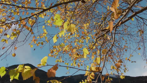 autumn leaves on birch tree against mountain background