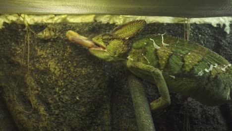 Chamäleon-Im-Glasterrarium.-Chamäleon-Springt-In-Zeitlupe,-Um-Schmetterling-Zu-Fangen