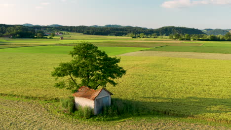 flyover aerial view of rural landscape with barn under a large tree, surrounded with fields and meadows illuminated by the morning sun