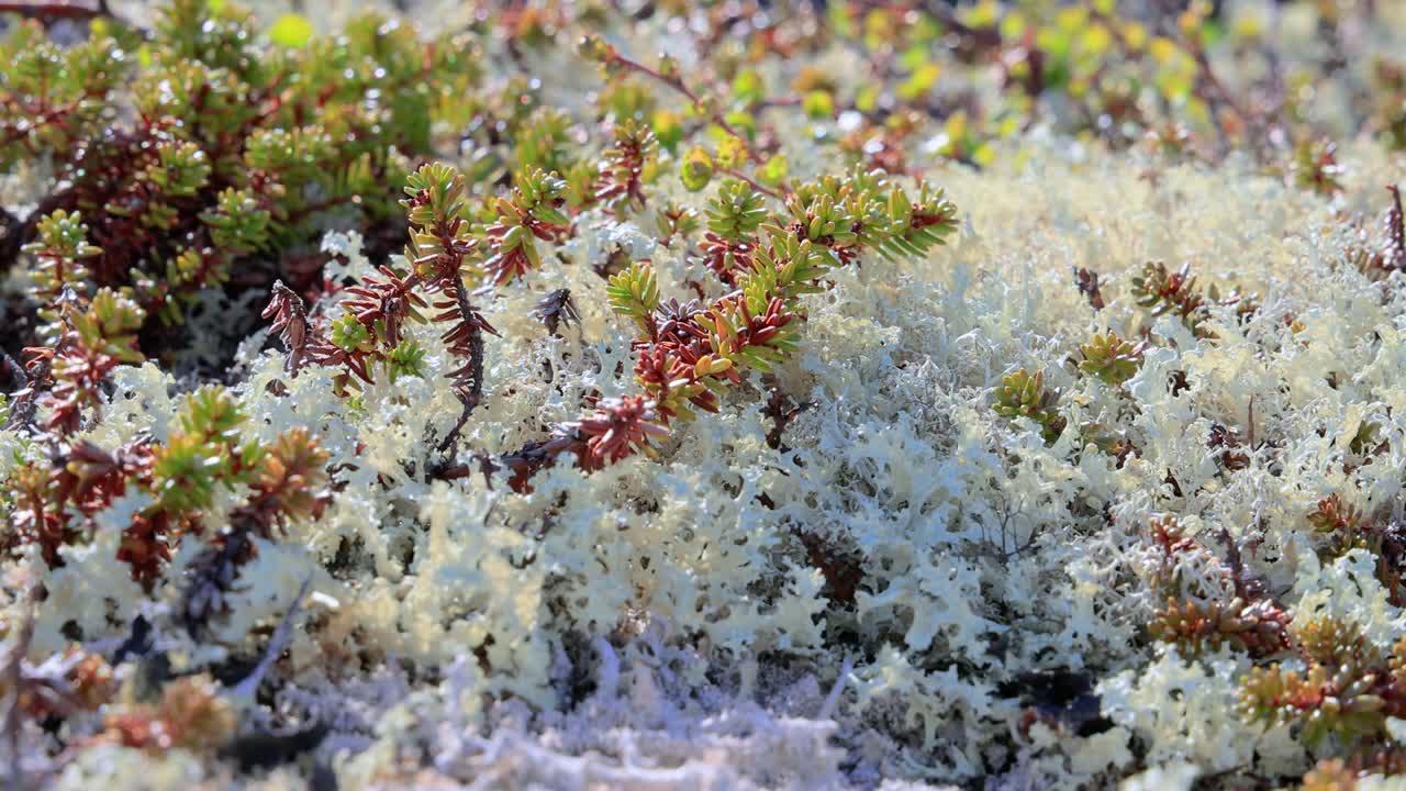 북극  ⁇ 드라 리 ⁇  모스 클로즈업. 주로 북극  ⁇ 드라, 알파인  ⁇ 드라에서 발견되며, 매우 추위에 견 ⁇  수 있습니다. 클라도니아 랭지페리나 (cladonia rangiferina), 렌더 컵 리 ⁇ 으로도 알려져 있습니다.