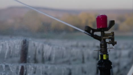 tight slow motion shot of sprinklers spraying water on the plants to protect them from the cold in the vineyards of chablis, france