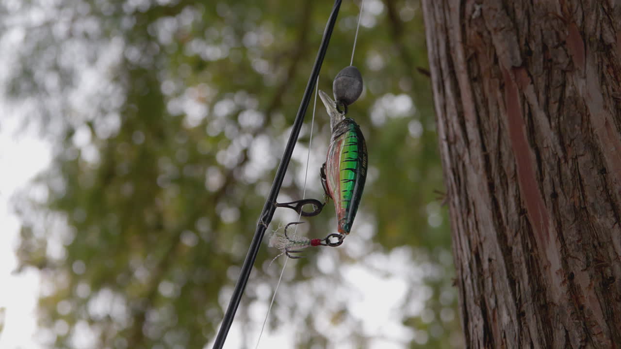 A close-up shot captures a fishing pole with a colorful treble hook leaning against a cypress tree, showcasing the vibrant details against the natural backdrop