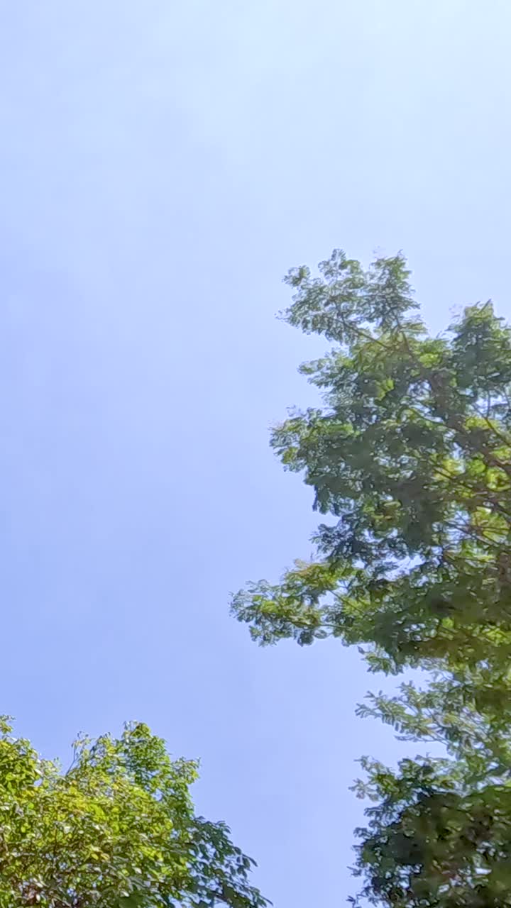 los árboles se balancean bajo un cielo azul claro con la luz del sol brillante, capturando una escena al aire libre serena y pacífica