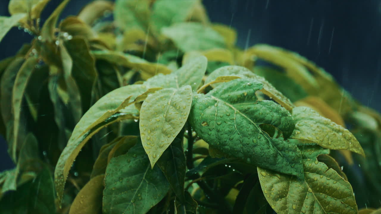 A tight close up of wet leaves with visible raindrops and rainfall streaks, creating a soft, moody, natural atmosphere
