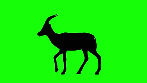 a silhouette of a gazelle walking on green screen, side view