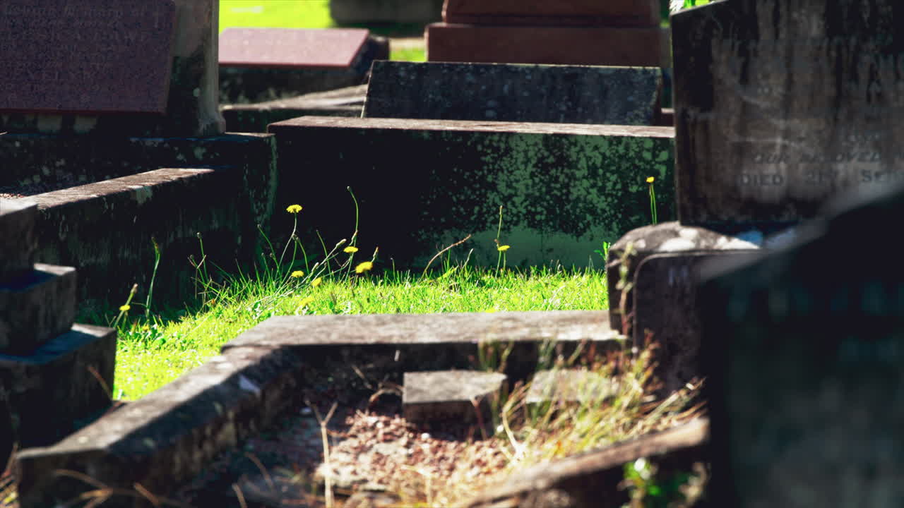 pequeñas flores amarillas creciendo al sol entre las lápidas en un cementerio