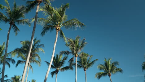 Row-of-Coconut-Palm-Trees-Against-Blue-Sky-With-Birds-Flying-on-Dead-Calm-Weather---looking-up-view