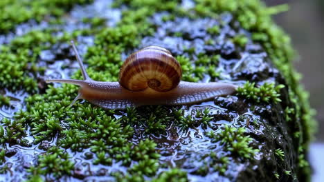 snail on moss-covered rock
