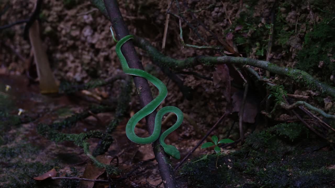 The whole scenario of this snake waiting for its prey at a creek deep in the forest while some plant materials moving with some wind, Vogel's Pit Viper Trimeresurus vogeli, Thailand