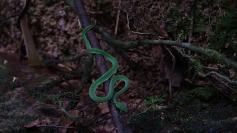 Das-Ganze-Szenario-Dieser-Schlange,-Die-An-Einem-Bach-Tief-Im-Wald-Auf-Ihre-Beute-Wartet,-Während-Sich-Einige-Pflanzenmaterialien-Mit-Etwas-Wind-Bewegen,-Vogelgrubenotter-Trimeresurus-Vogeli,-Thailand