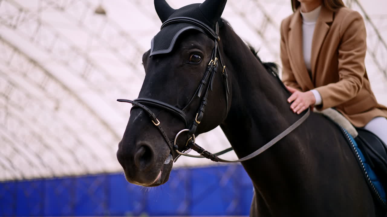 Beautiful gorgeous black horse wearing ammunition with female sitting in a saddle on its back. Close up. Woman caressing the animal gently. Low angle view. Blurred backdrop.