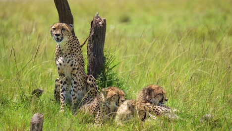 group of cheetahs using acacia tree for shade, cooling off from bright masai mara sun african wildlife in maasai mara national reserve, kenya, africa safari animals