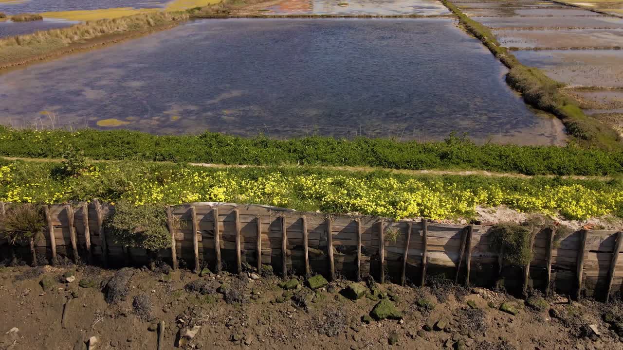 4k protecciones longitudinales de madera contra las mareas llenas de flores de oxalis pes-caprae en las salinas de ria de aveiro