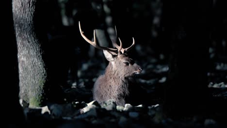 Stag-in-shadowy-forest-at-dusk