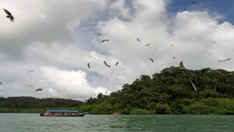 Watching-eagle-feeding-at-the-sea-with-boat