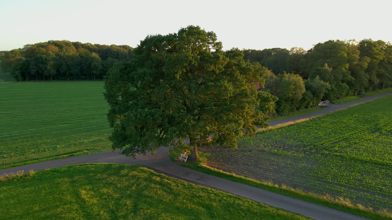 Ripresa aerea di un grande albero solitario nel paesaggio al tramonto, con una calda luce dorata