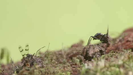 two flies flap their wings while feeding on excrement on forest floor