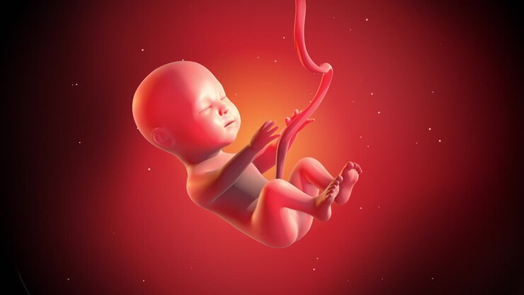 3D Human Baby Fetus CG Animation. Slowly Moving In Mother’s Womb.