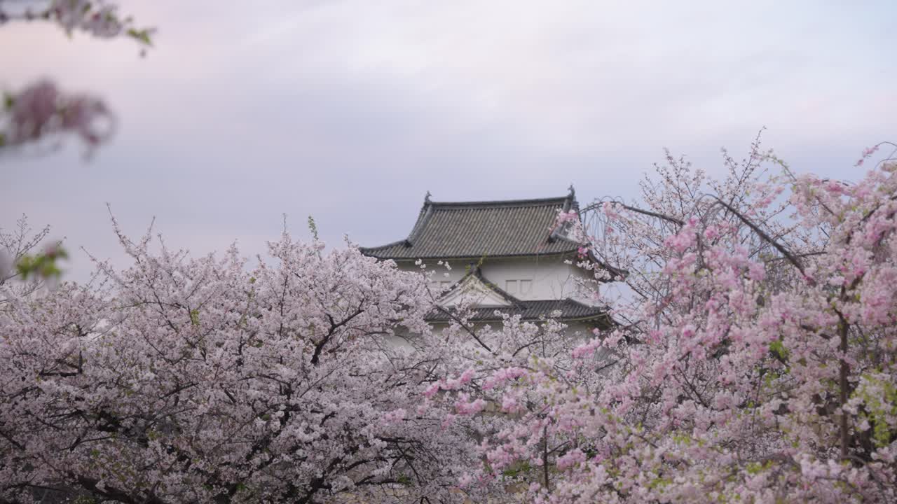Osaka Castle and Cherry Blossoms, Japan in Spring Establishing Shot