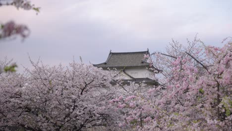 osaka castle and cherry blossoms, japan in spring establishing shot