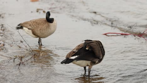 Two Canadian geese clean themselves on the island shores of Bate Island on the Ottawa River