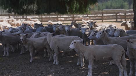 Shaved-sheep-standing-in-shadow-on-hot-summer-day,-ovine-livestock-in-stock-yard