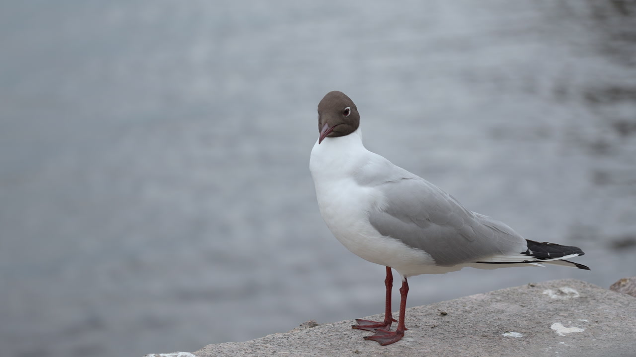 Gull Standing On Concrete Quay, Gray Water Background, Overcast Light, Red Legs, Dark Hood, Steady Profile. Creative