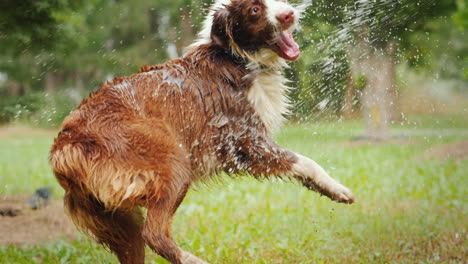 Hirte-Nimmt-Wasserbehandlungen---Spielt-Mit-Einem-Gartenschlauch-Lustige-Haustiere-Zeitlupenvideo