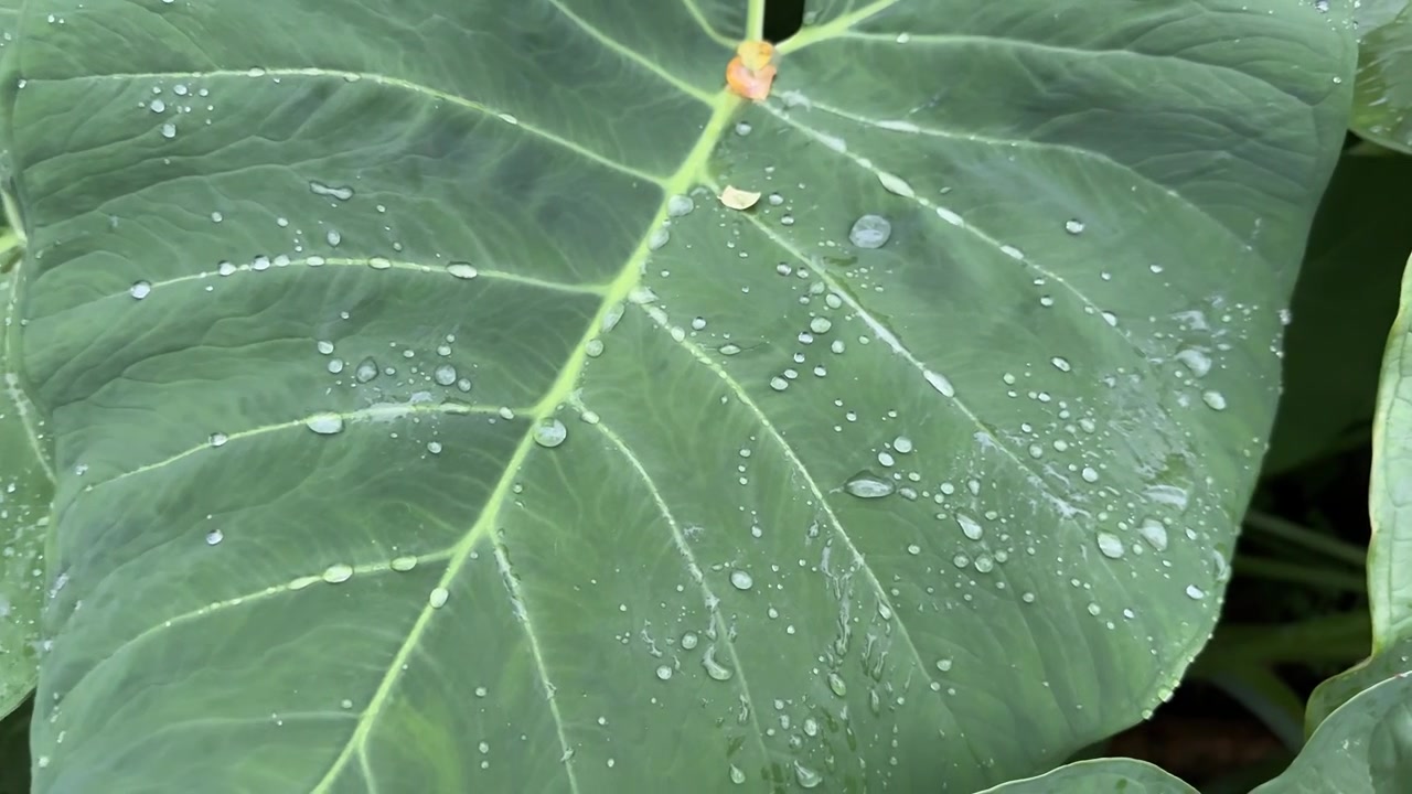 Gotas de agua sobre grandes hojas tropicales verdes