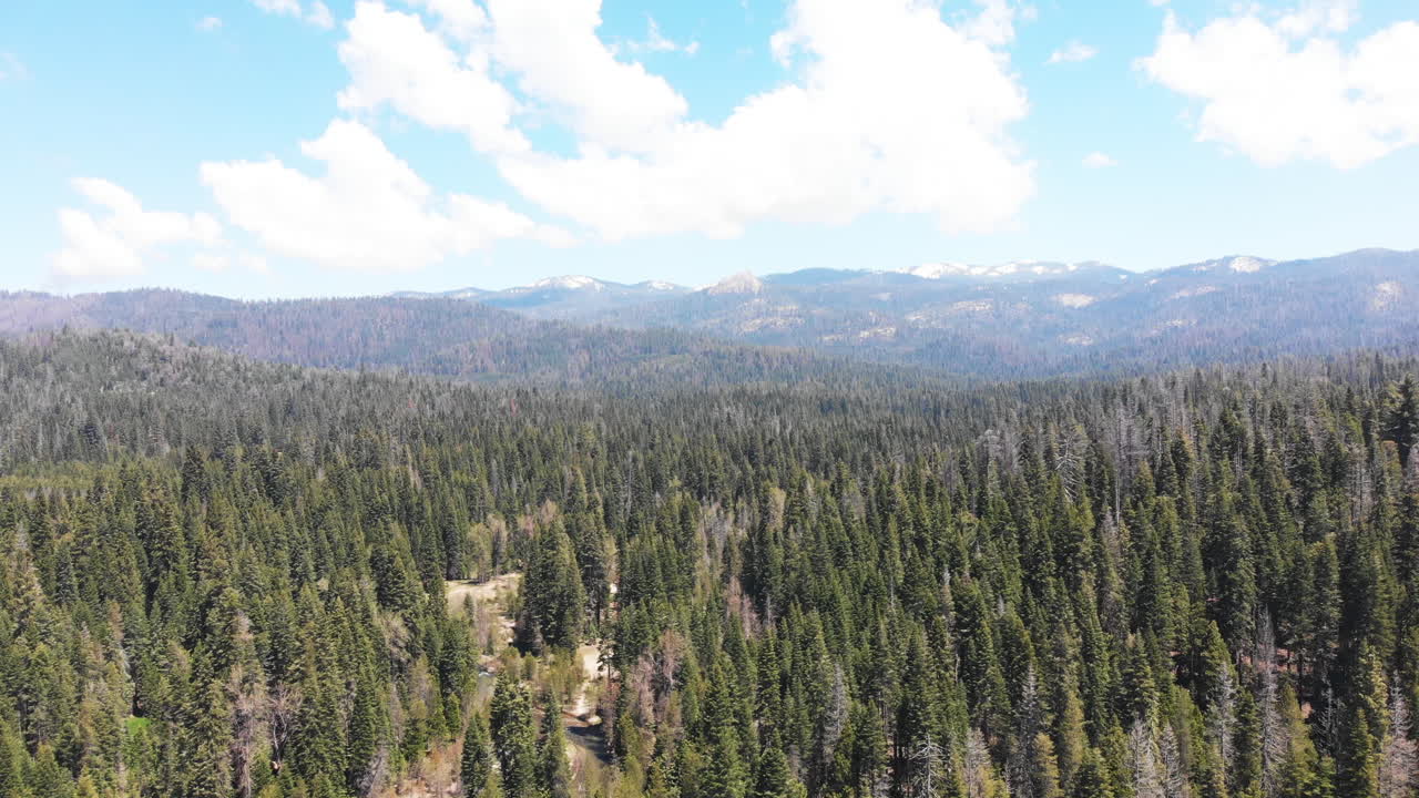 Ripresa aerea della Foresta Nazionale della Sierra, California, con montagne innevate bianche sullo sfondo e nuvole bianche e soffici nel cielo.