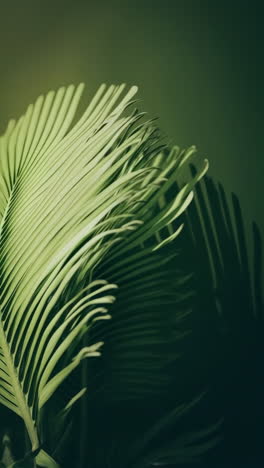 close-up of a green palm leaf with shadows