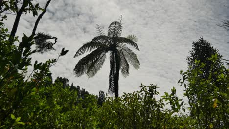 palm tree silhouette in beautiful new zealand forest