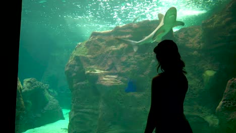 a girl watches a shark swimming in an aquarium