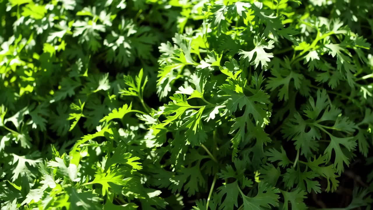 Close-up of Coriander Plants