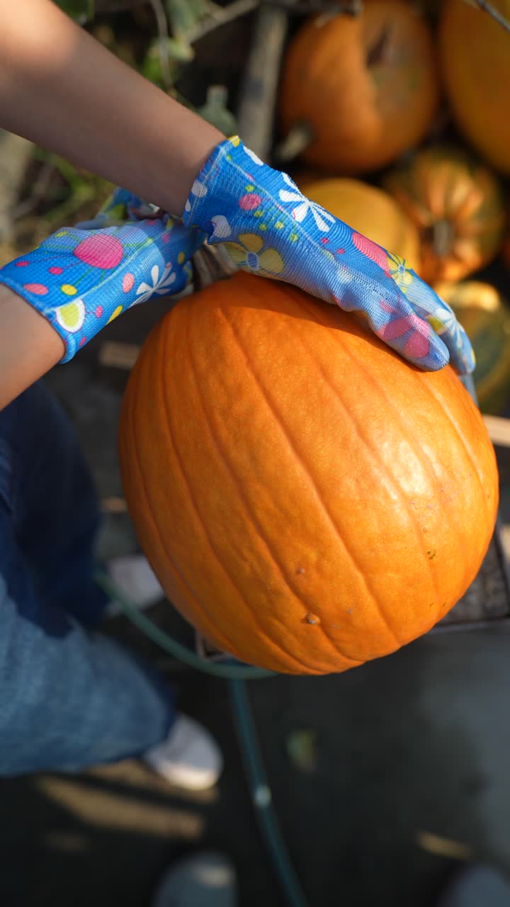 mujer recogiendo calabazas en una granja