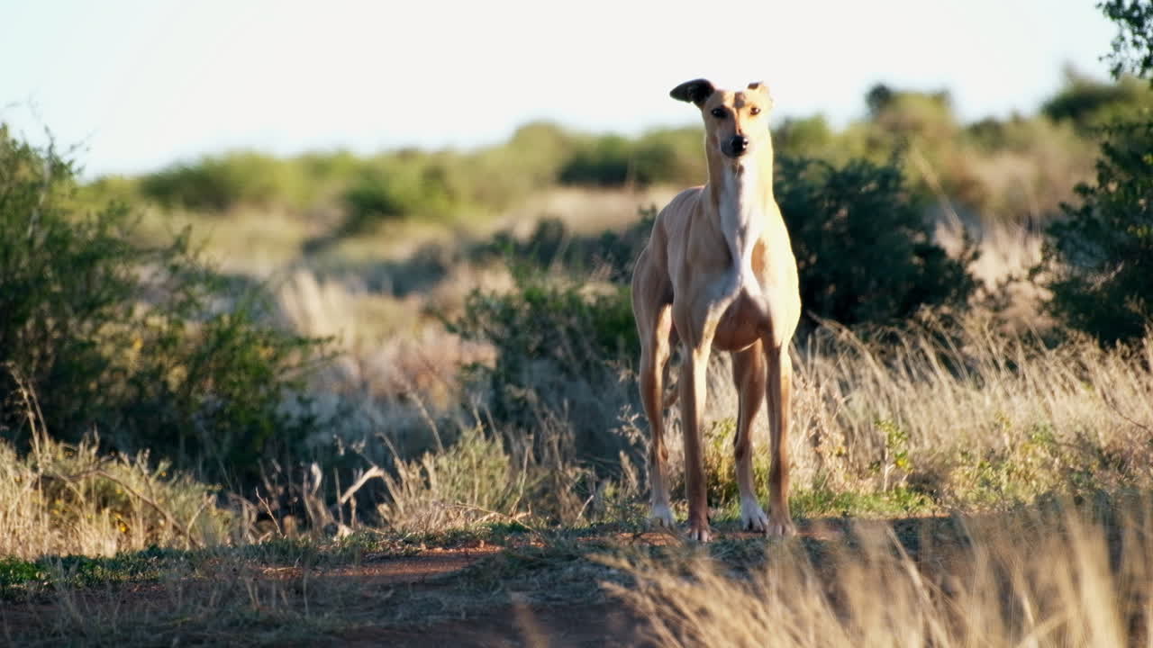 perro de granja ladrando entre algunos arbustos secos en el campo, estilo de vida karoo